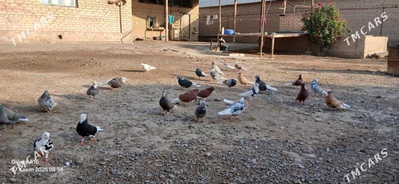 kepderi - Мары - img 5