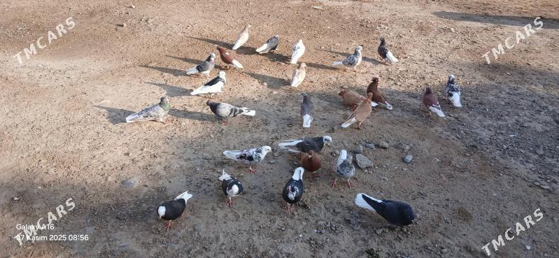 kepderi - Мары - img 3