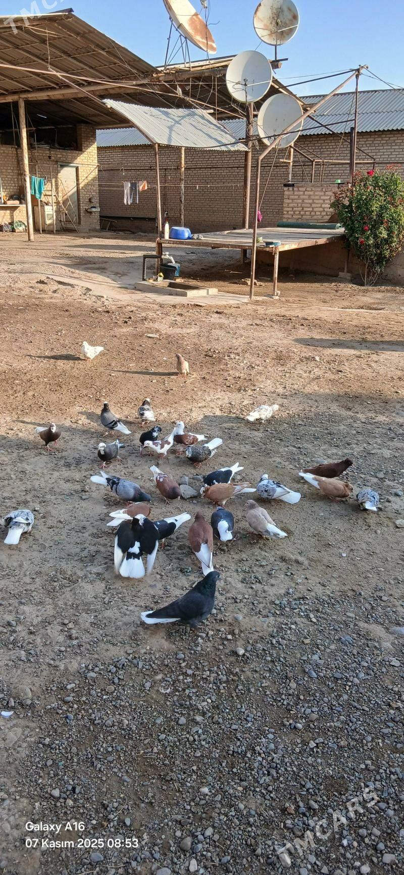 kepderi - Мары - img 6