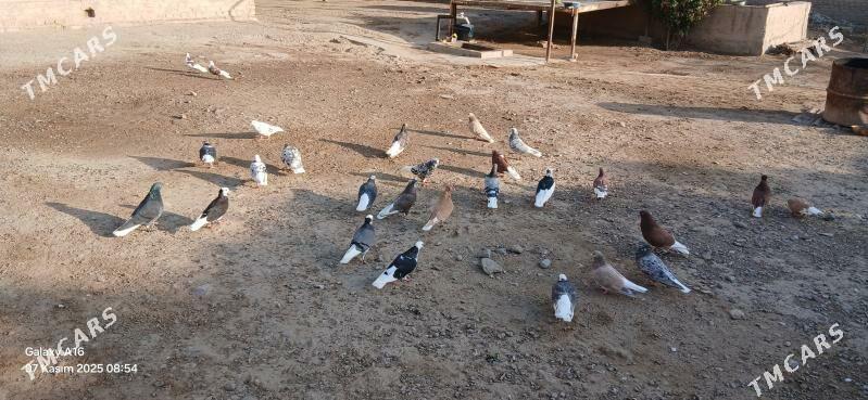 kepderi - Мары - img 4