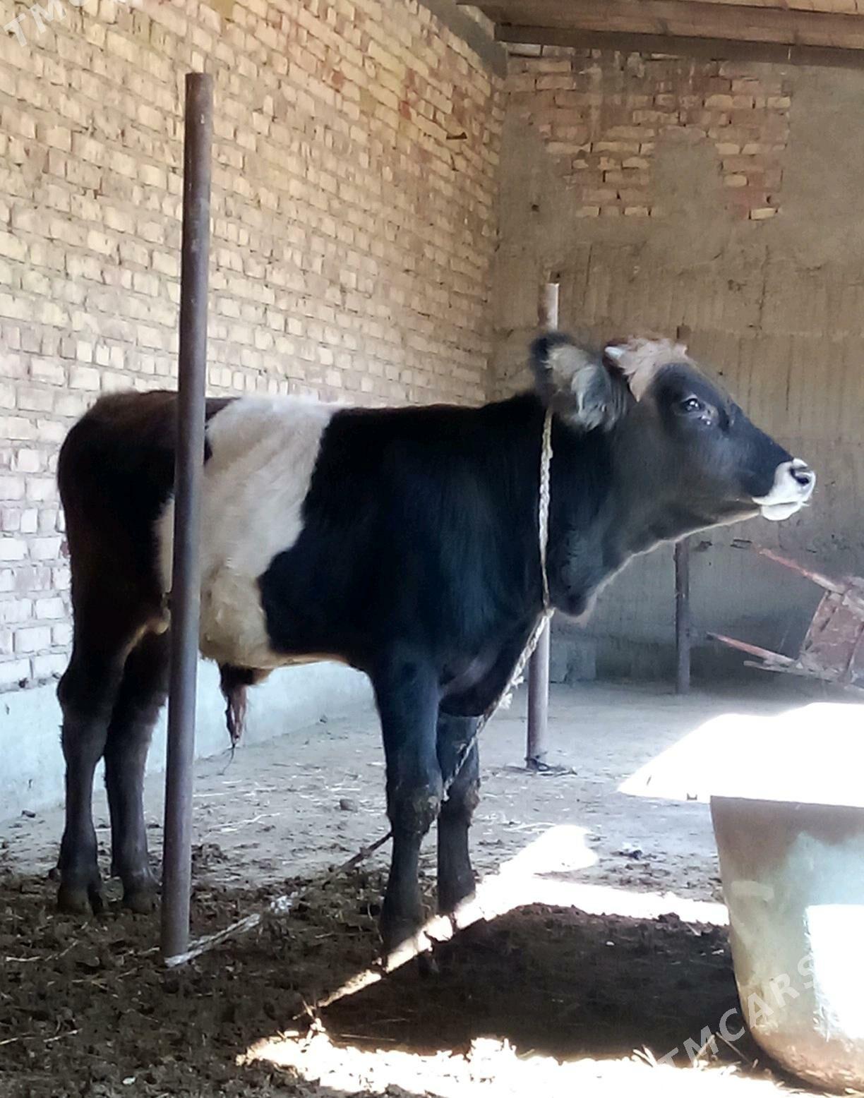 Tohum Öküz Gibrit 8 aýynda - Gökdepe - img 7