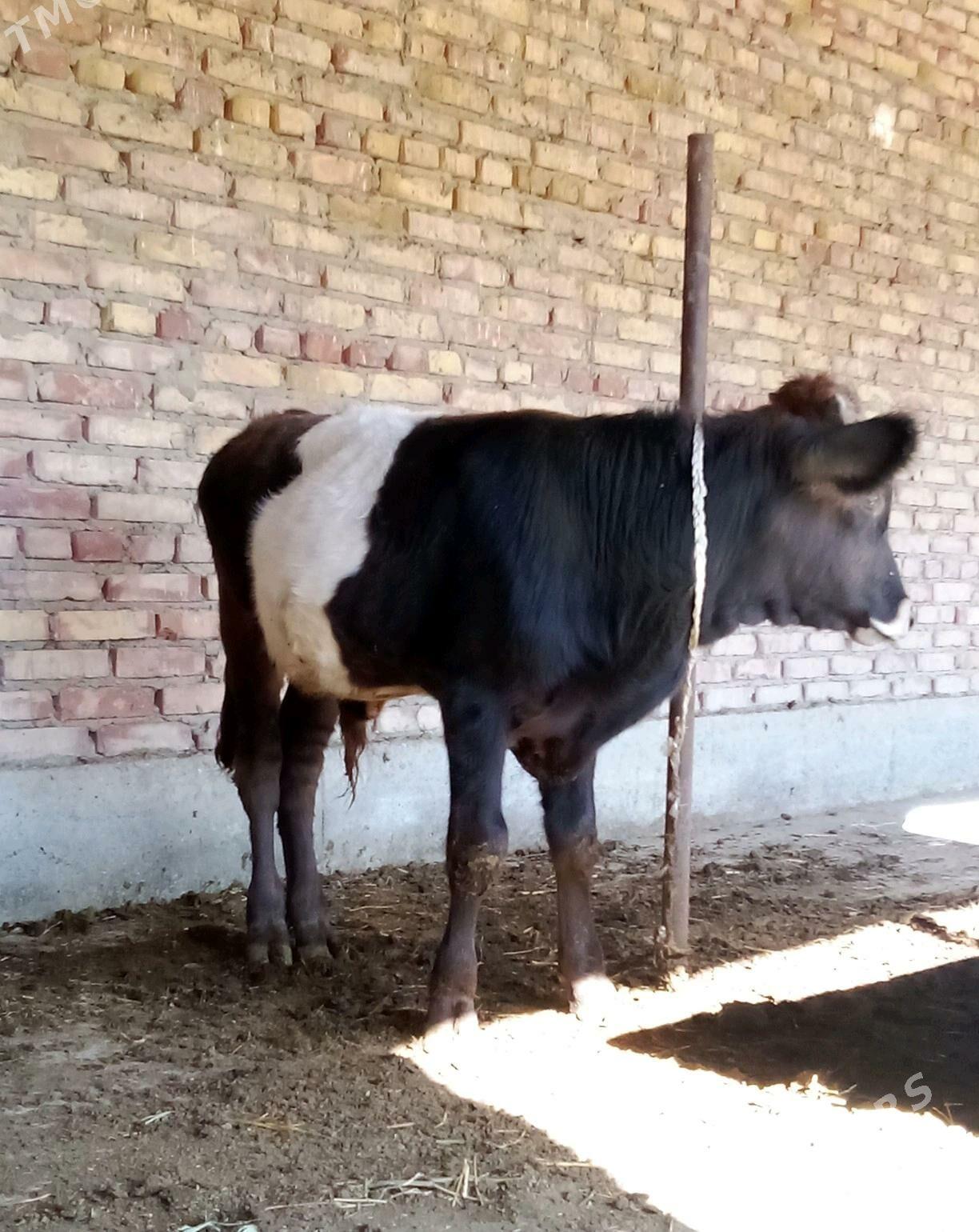 Tohum Öküz Gibrit 8 aýynda - Gökdepe - img 9