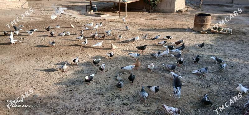 kepderi - Мары - img 7