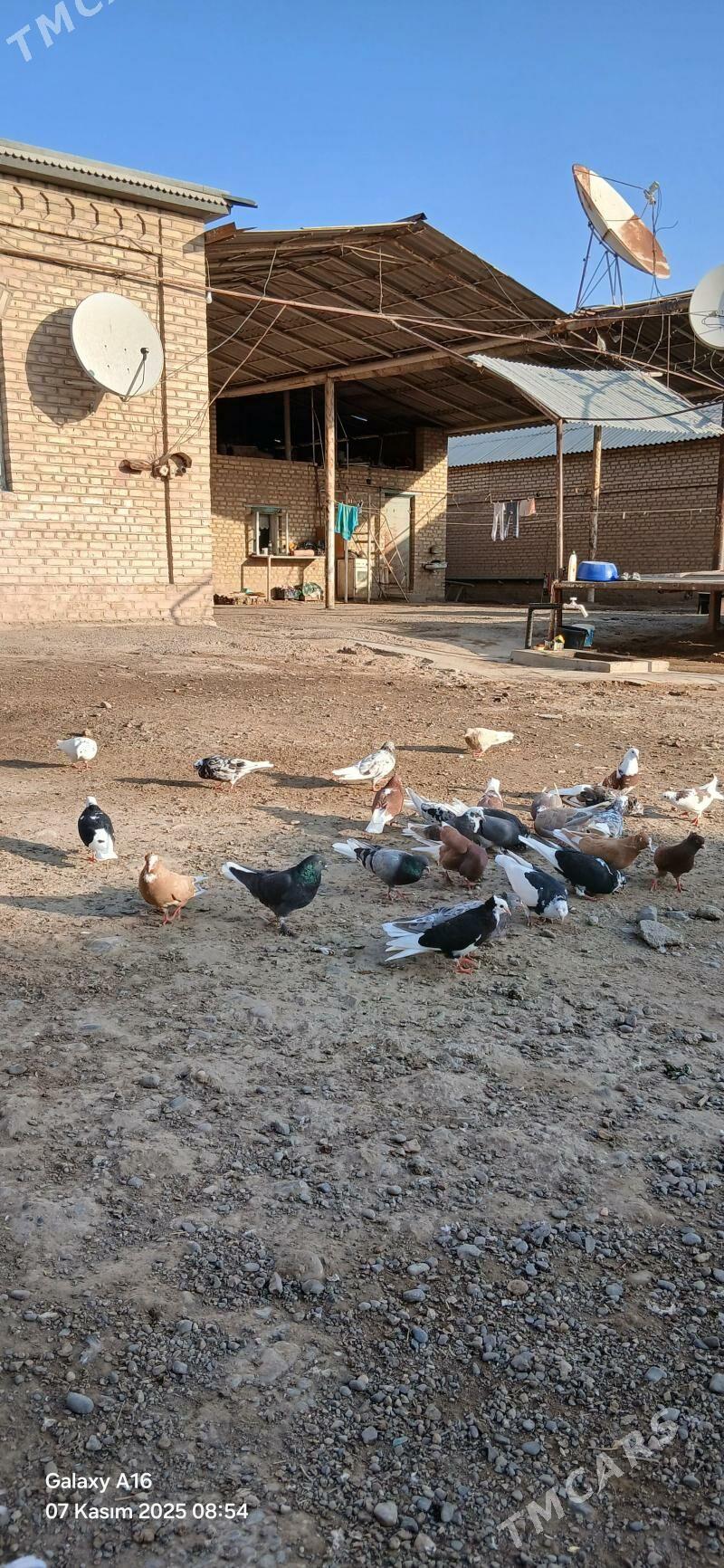 kepderi - Мары - img 2