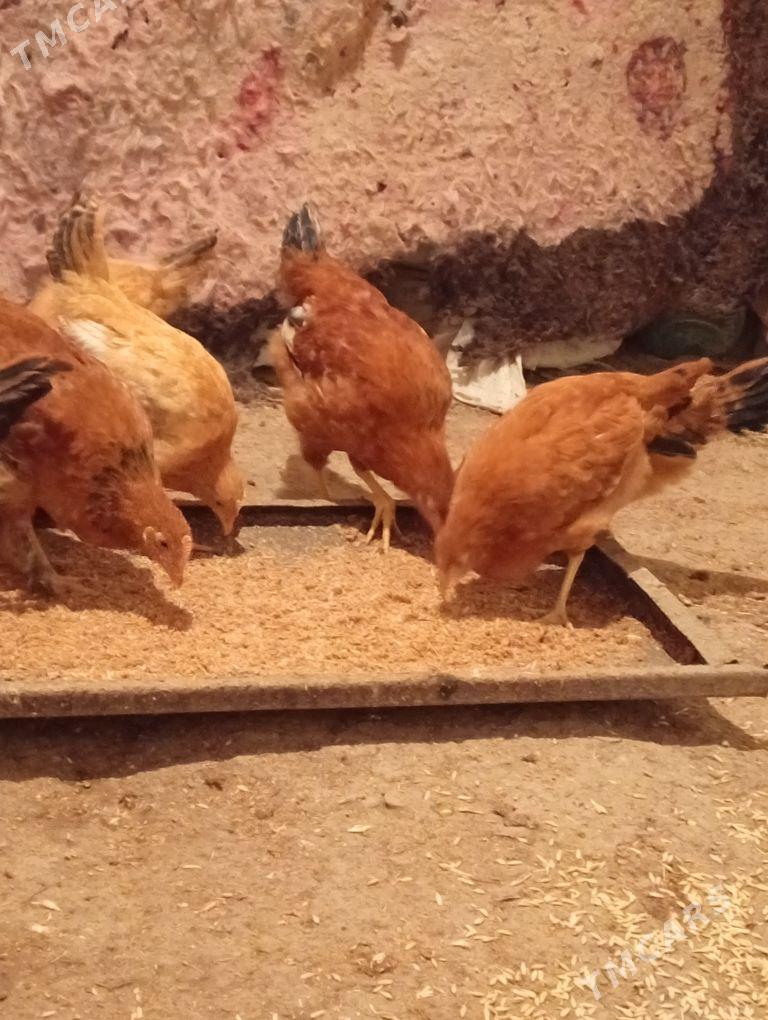 jujeler - Гызыларбат - img 1