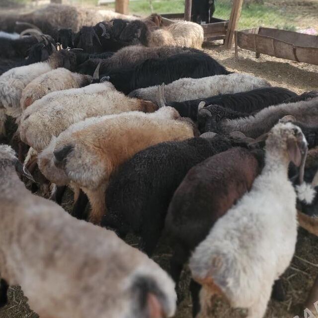 Goýun geçi çewiş tokly - Гарадамак - img 5