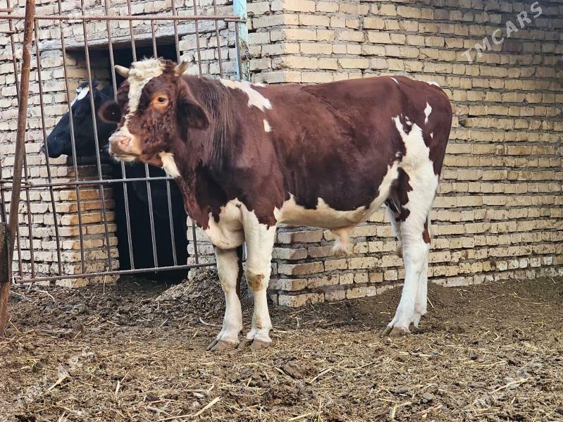 smental - Туркменабат - img 2