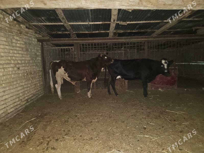 smental - Туркменабат - img 4