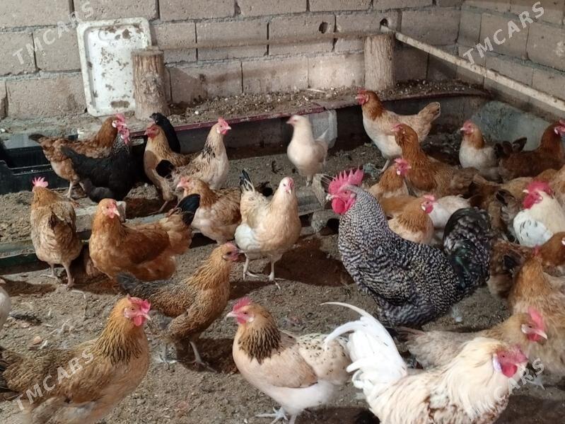 towuk - Büzmeýin - img 1