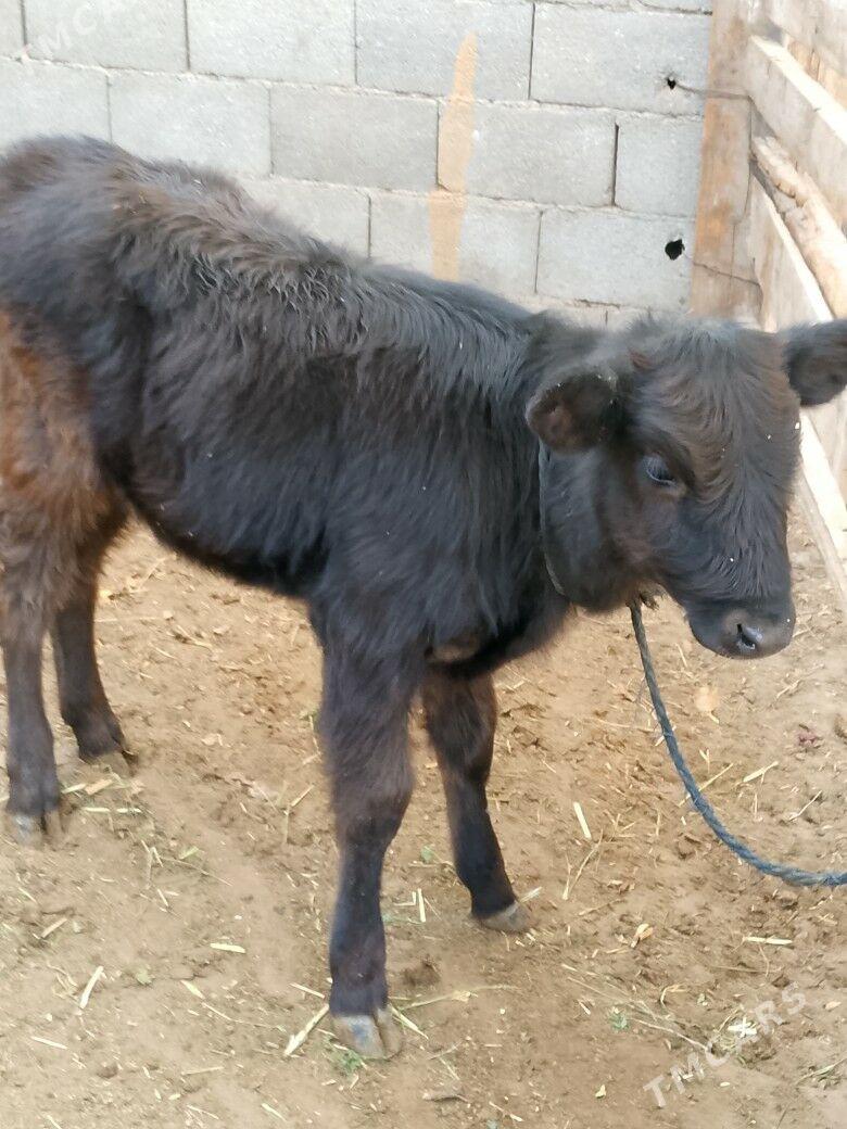 Göleli sygyr - Çoganly - img 3