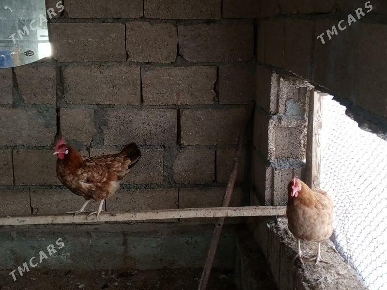 towuk - Büzmeýin - img 3