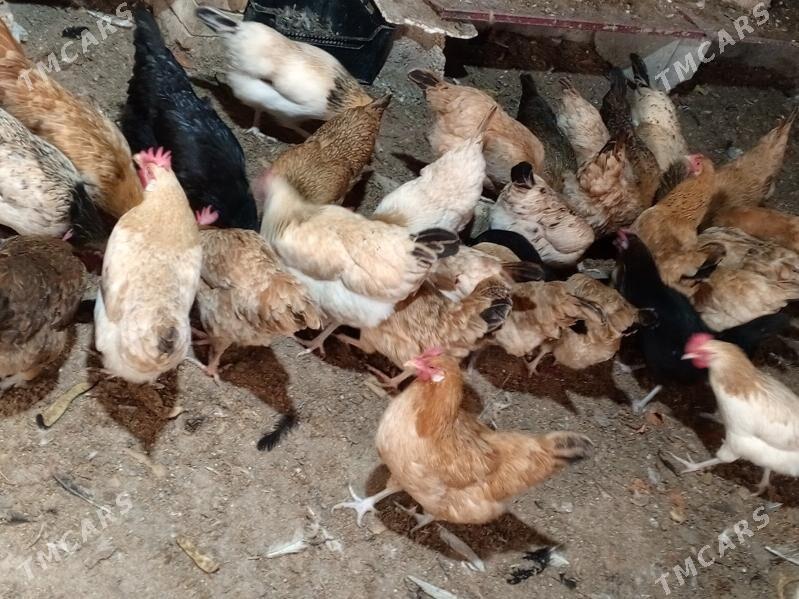 towuk - Büzmeýin - img 2