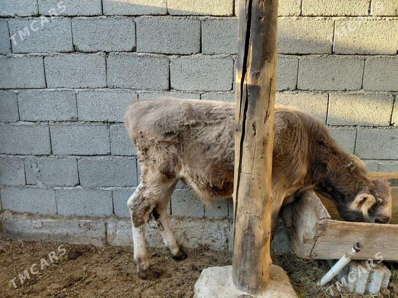 Okuz - Gurtly - img 2