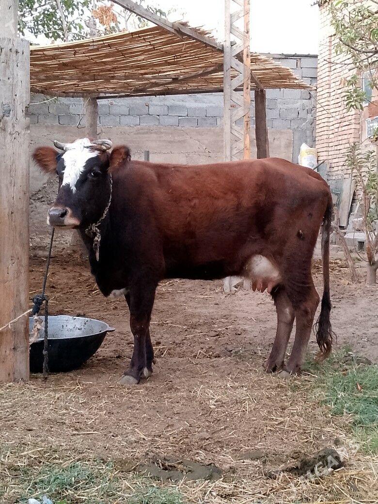 Göleli sygyr - Çoganly - img 2