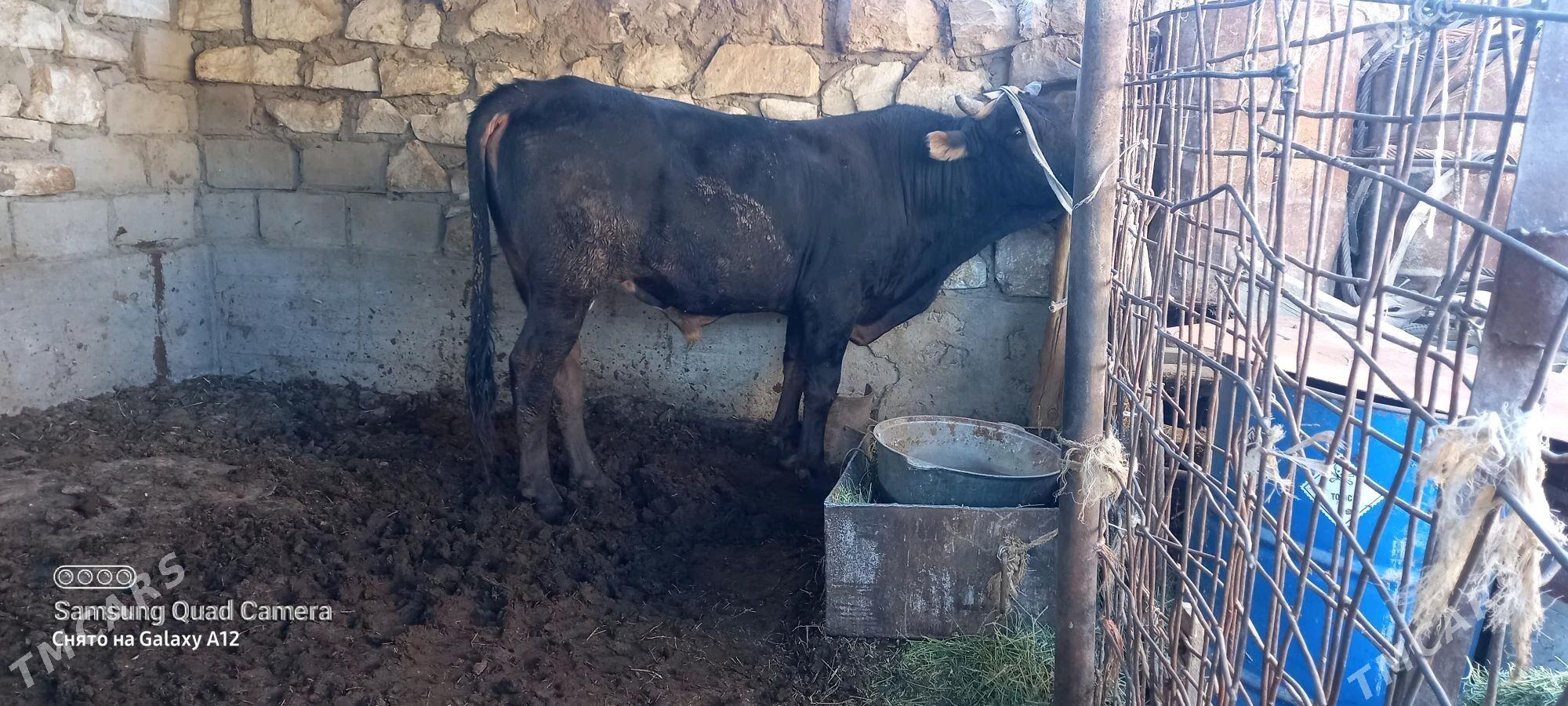 okuz 4 yas - Gumdag - img 1