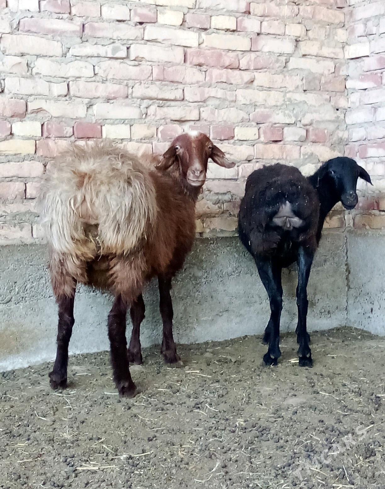 Goýunlar Gissar Gurat 2 sanak - Gökdepe - img 3