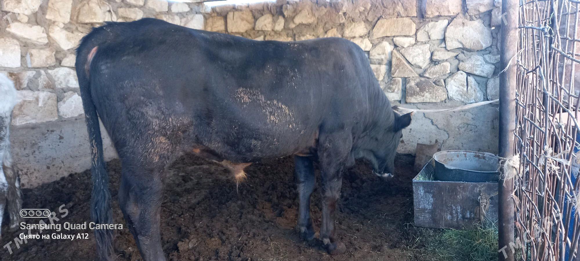 okuz 4 yas - Gumdag - img 2