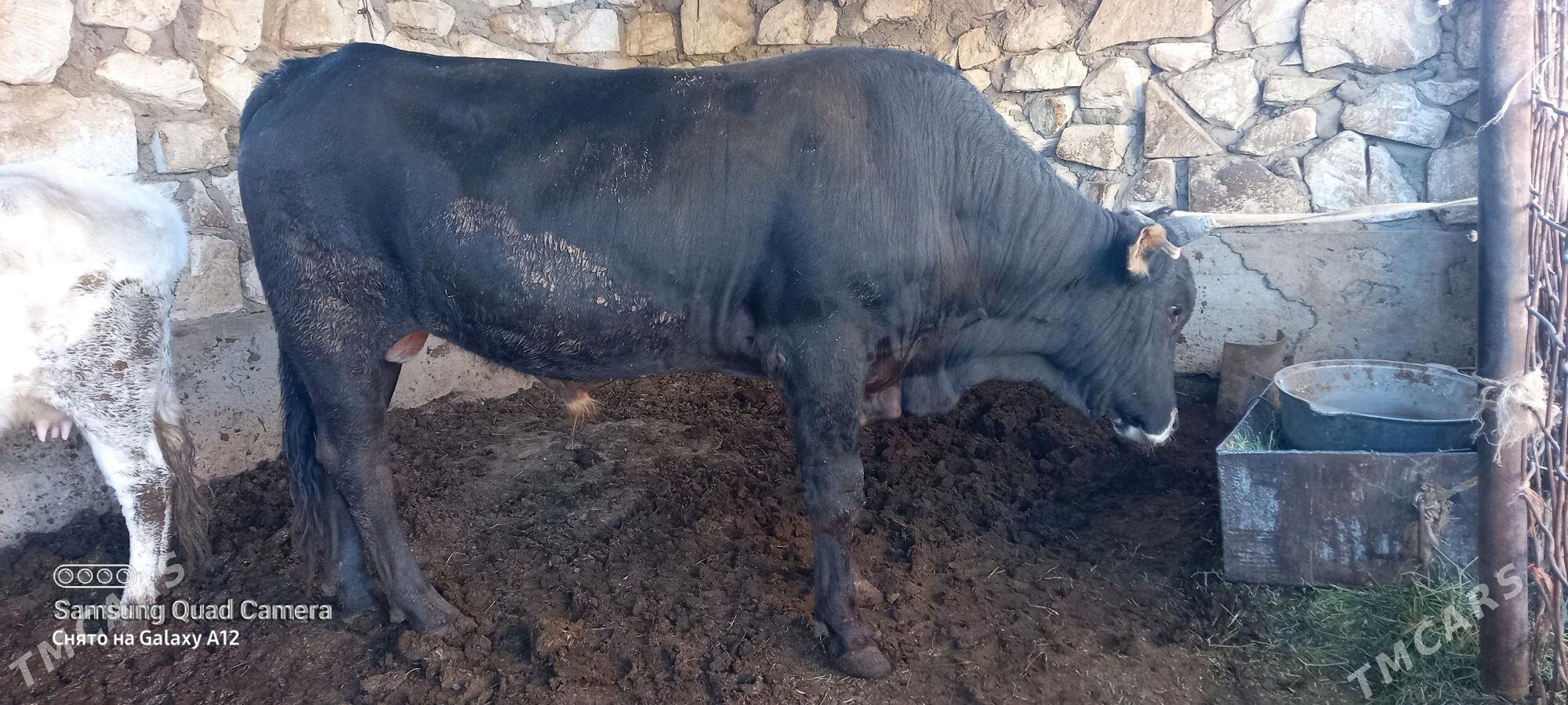 okuz 4 yas - Gumdag - img 3