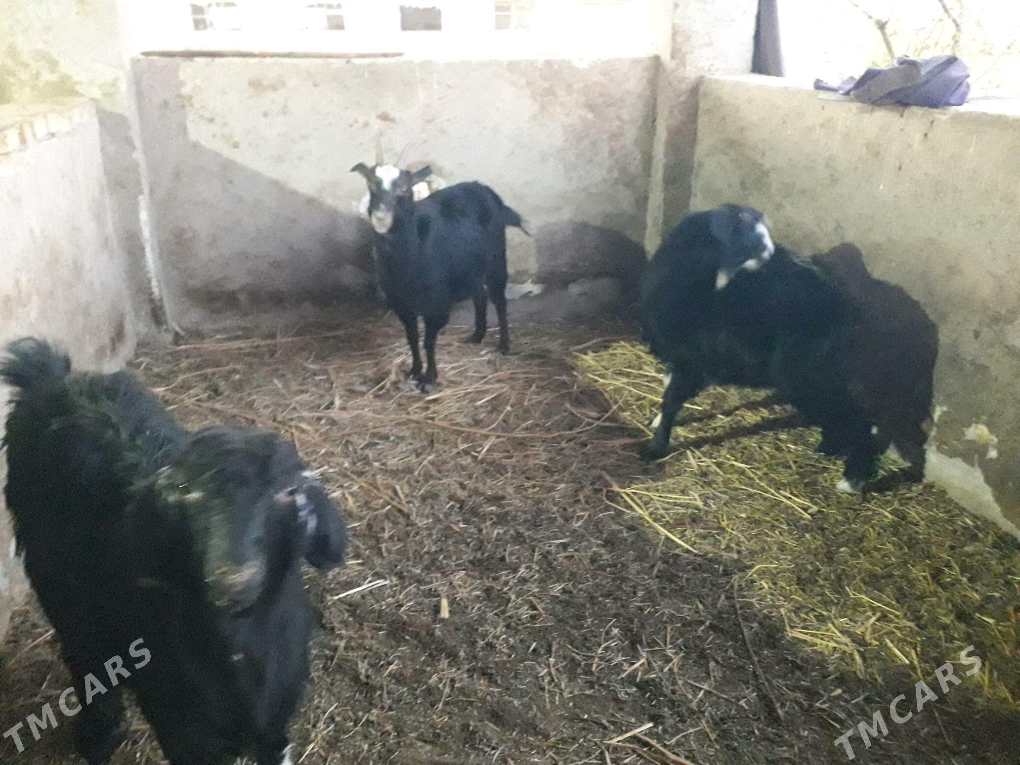 Geci - Çärjew - img 2