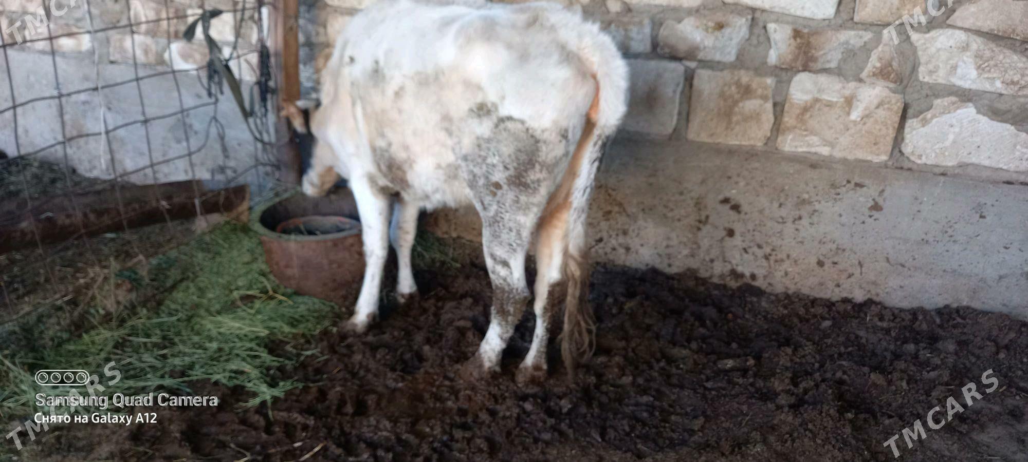 okuz 4 yas - Gumdag - img 5