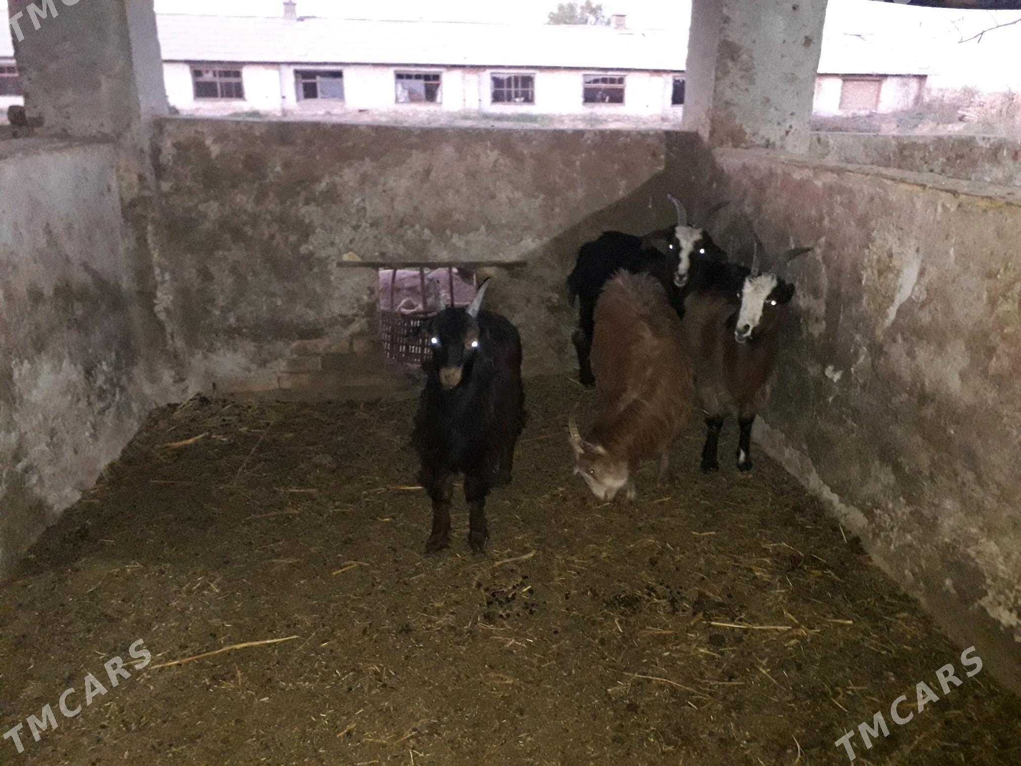 Geci - Çärjew - img 3