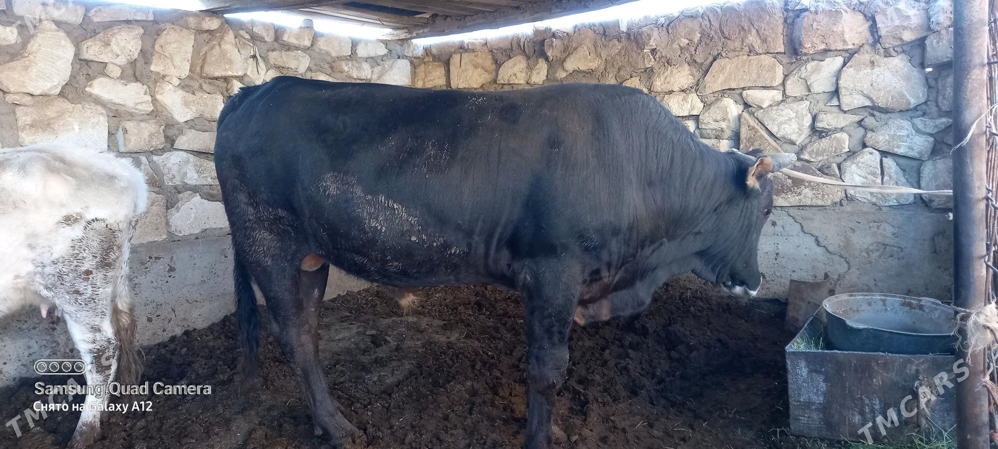 okuz 4 yas - Gumdag - img 4