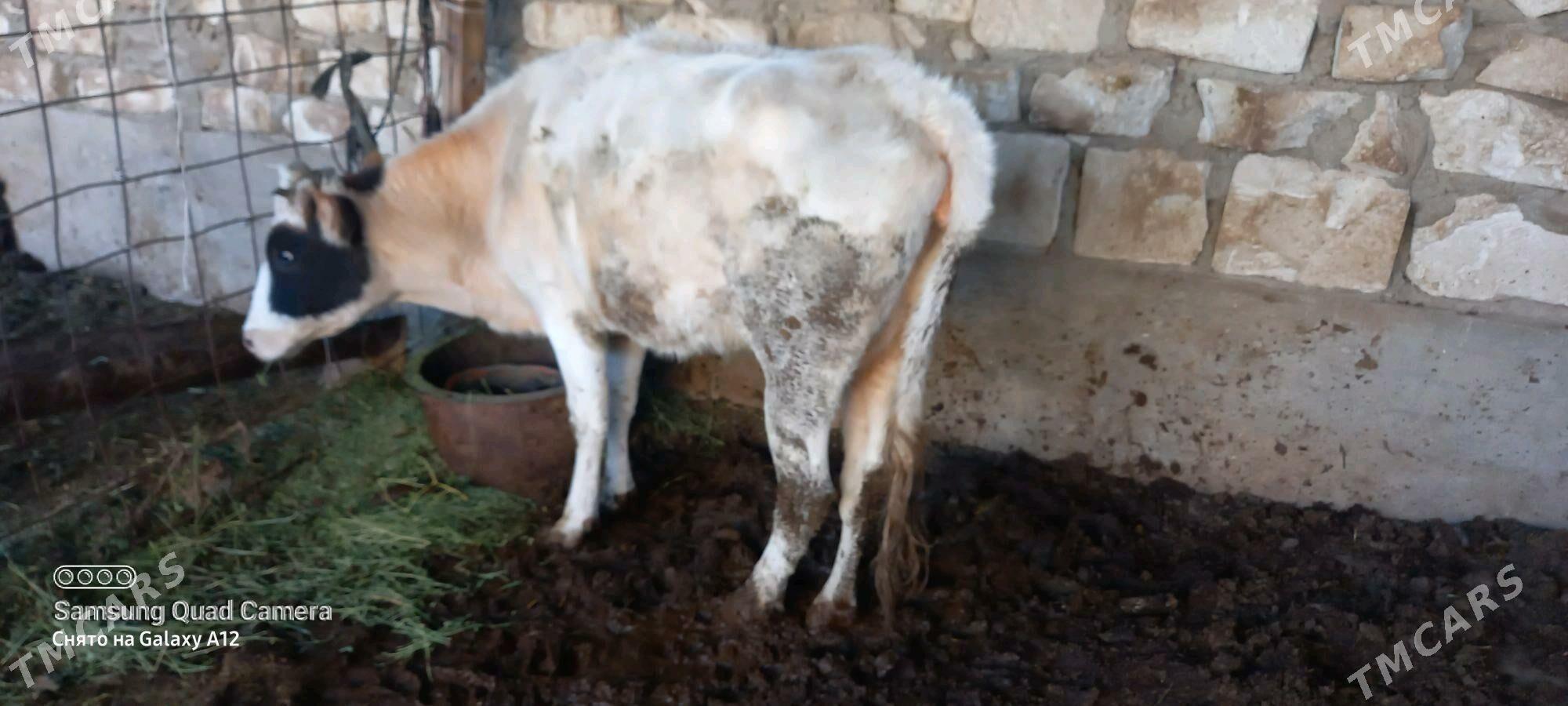 okuz 4 yas - Gumdag - img 6