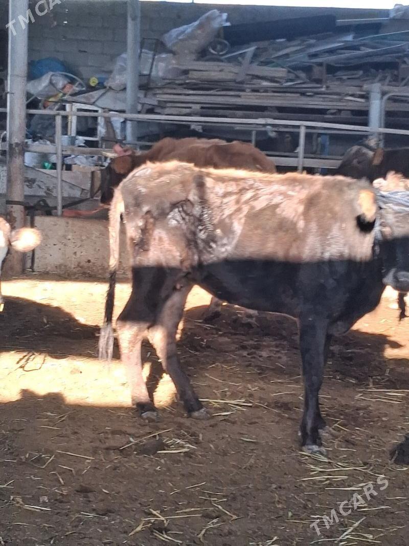 BAKMALY GYSYR SYGYRLAR - Гарадамак - img 7