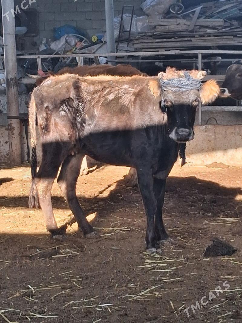 BAKMALY GYSYR SYGYRLAR - Гарадамак - img 8