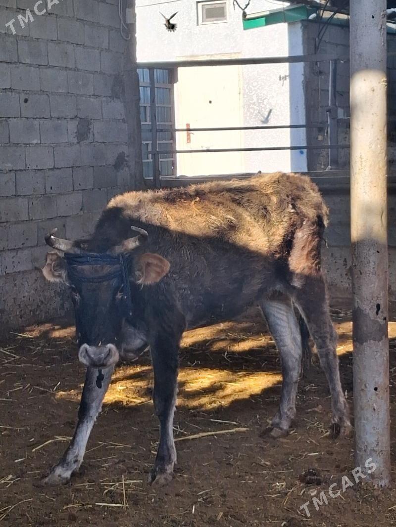 BAKMALY GYSYR SYGYRLAR - Гарадамак - img 2