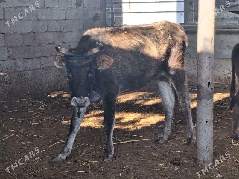 BAKMALY GYSYR SYGYRLAR - Гарадамак - img 1