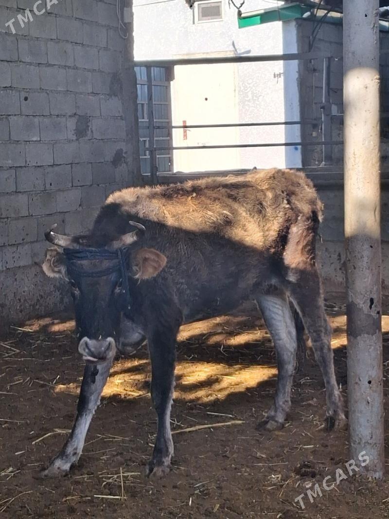 BAKMALY GYSYR SYGYRLAR - Гарадамак - img 3