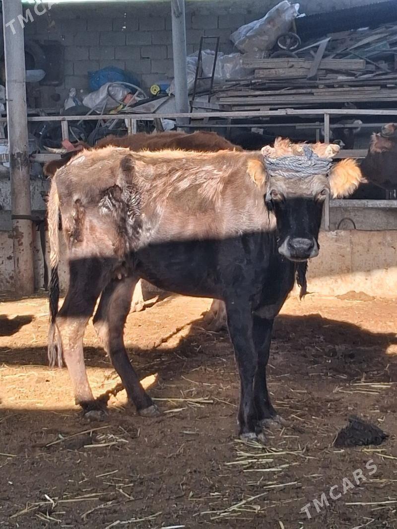 BAKMALY GYSYR SYGYRLAR - Гарадамак - img 6