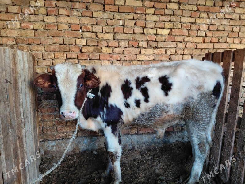 Okuz - Гуртли - img 3