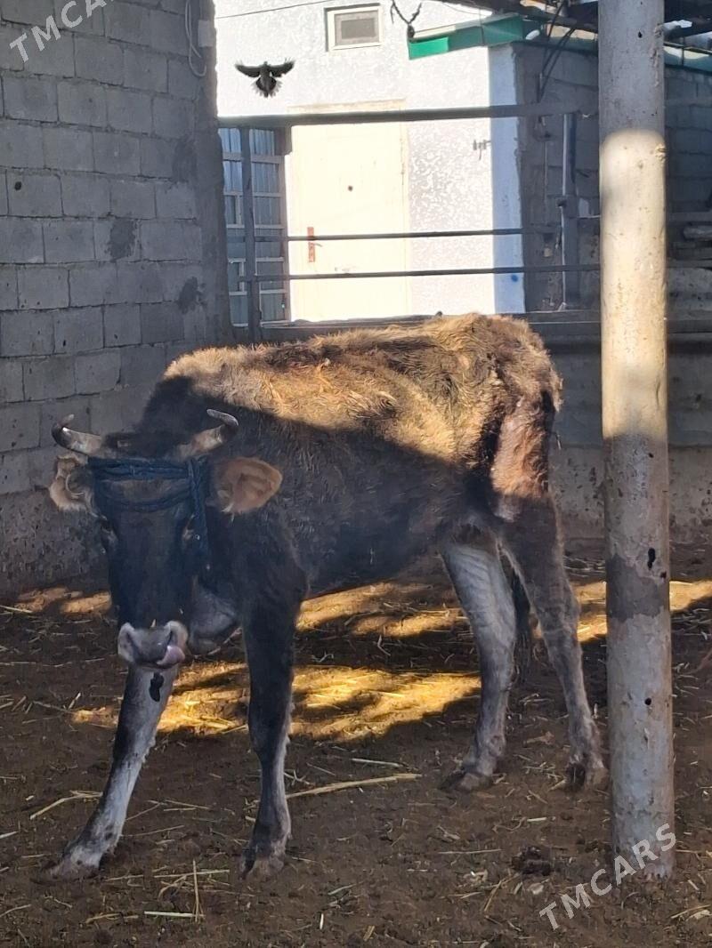 BAKMALY GYSYR SYGYRLAR - Гарадамак - img 4