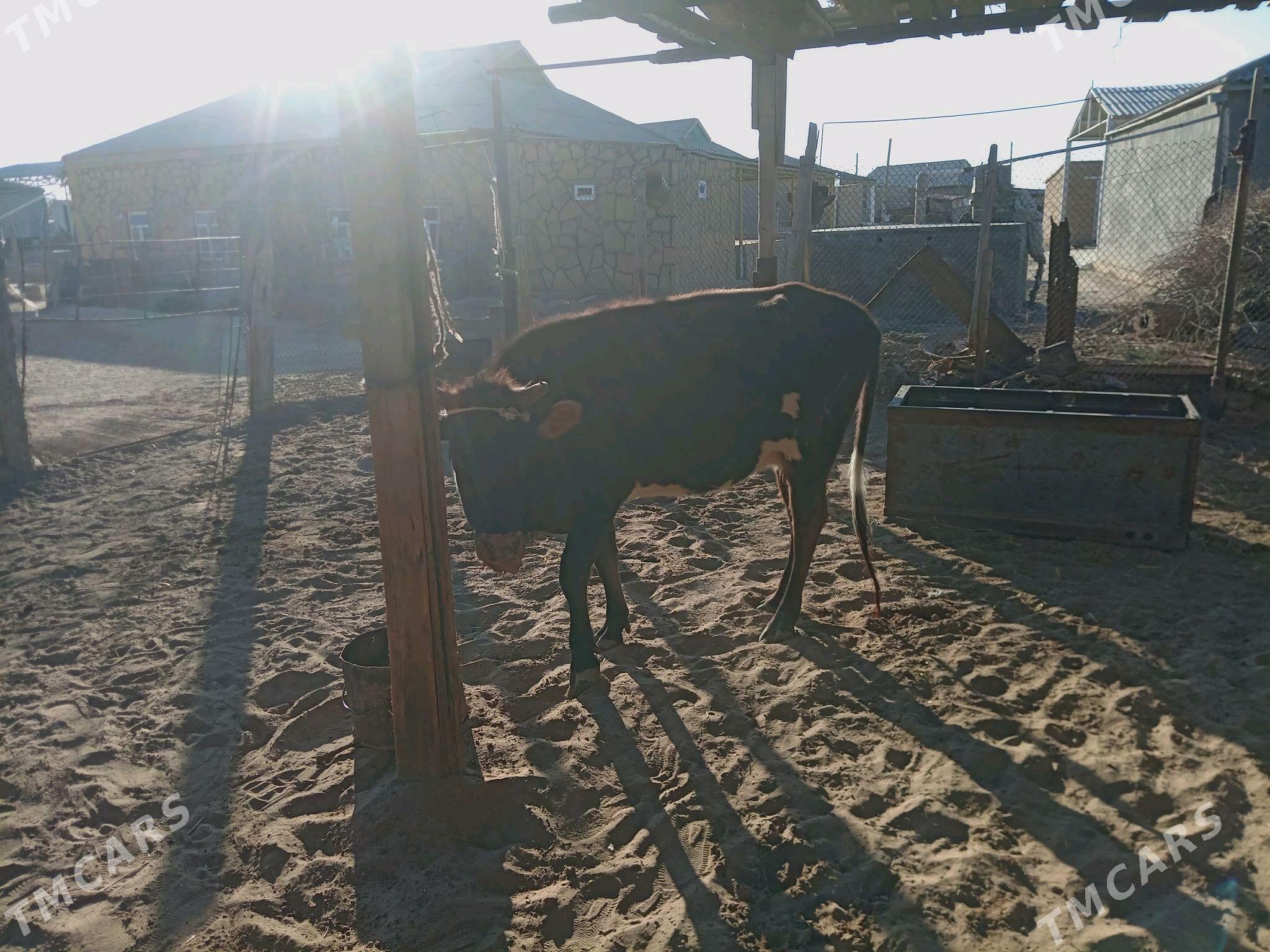 Sygyr - Этрек - img 3