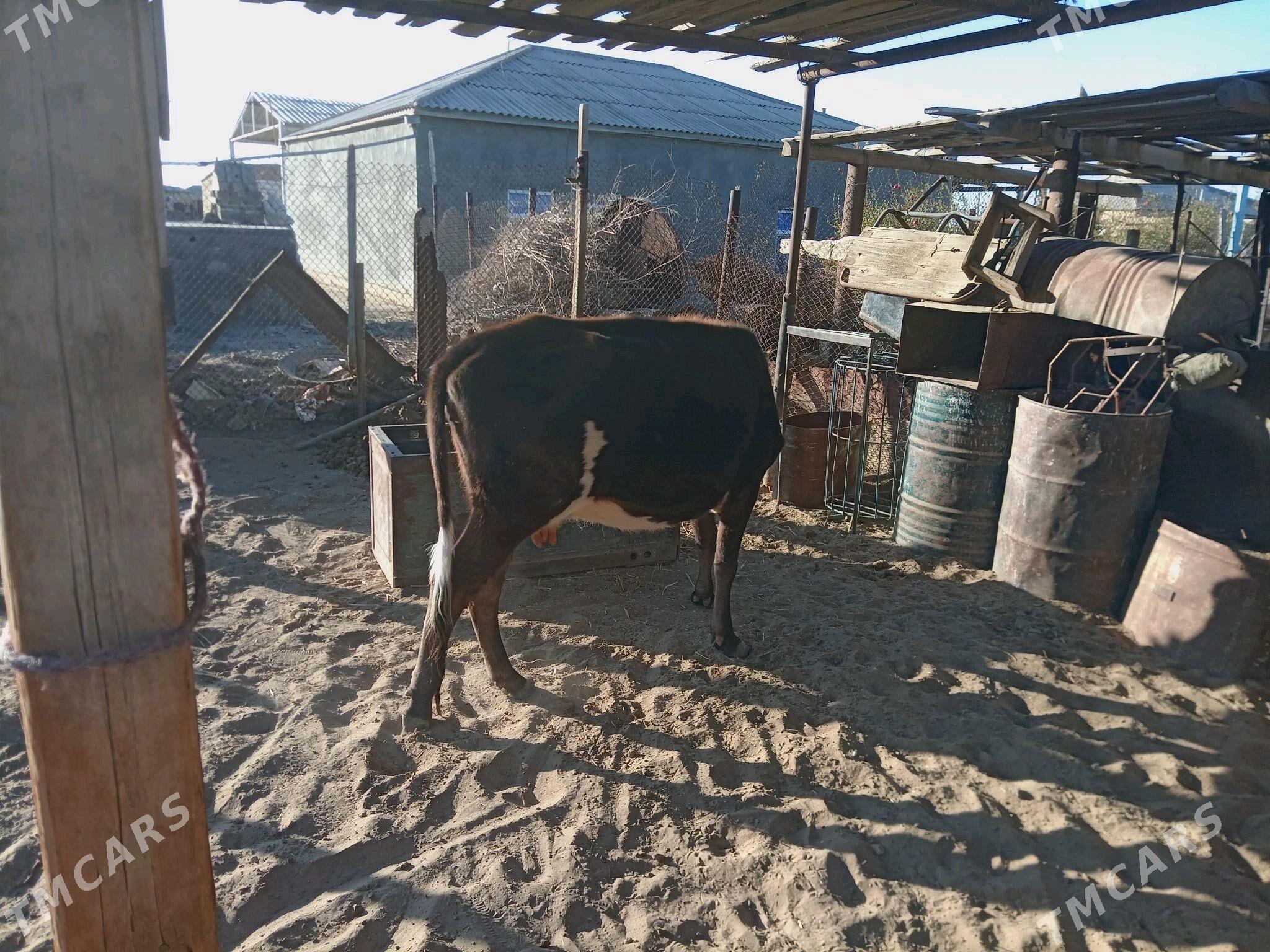 Sygyr - Этрек - img 2