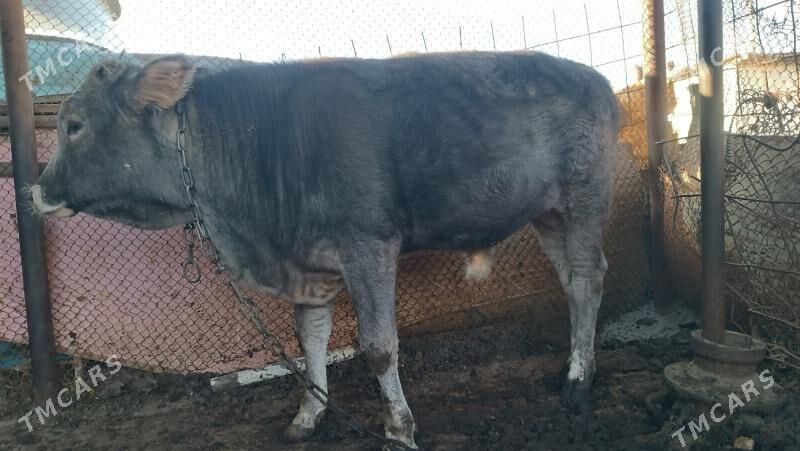 bakyda duran okuz - Gyzylarbat - img 4