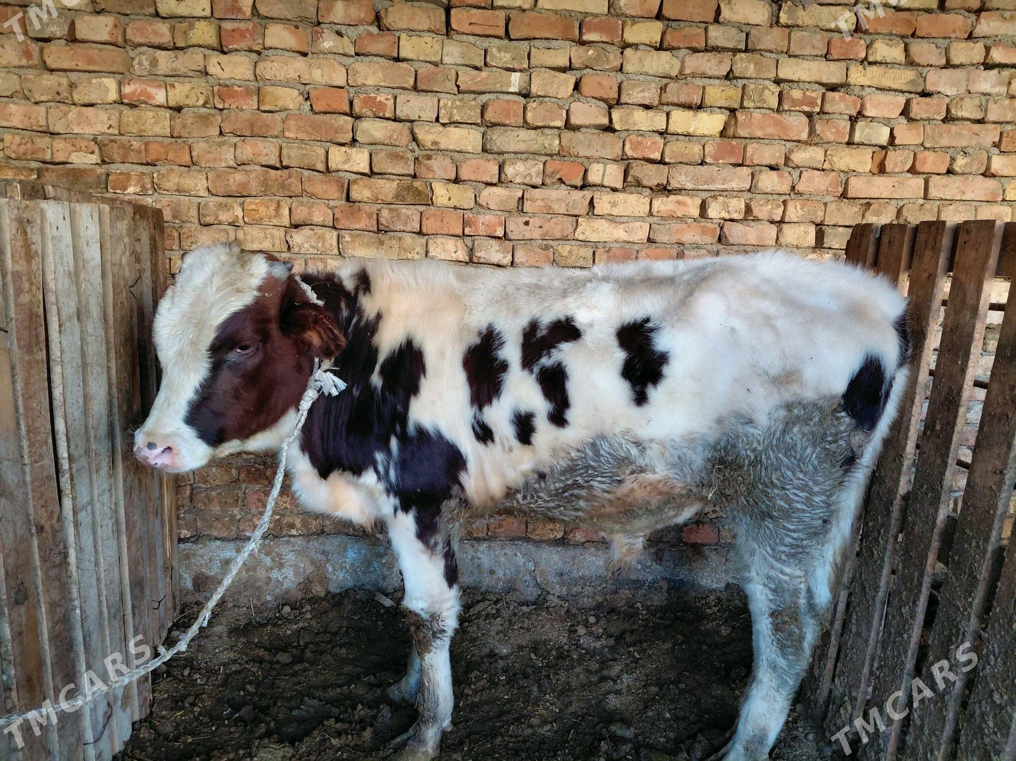 Okuz - Гуртли - img 2