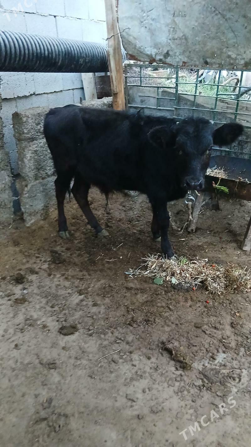 Okuzce CorOkuzce Gole - Çoganly - img 2