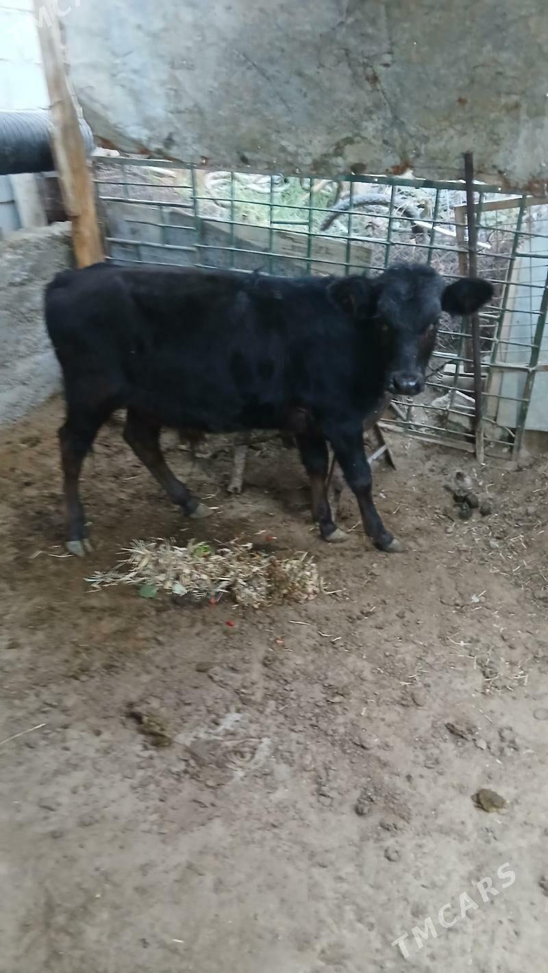 Okuzce CorOkuzce Gole - Çoganly - img 1