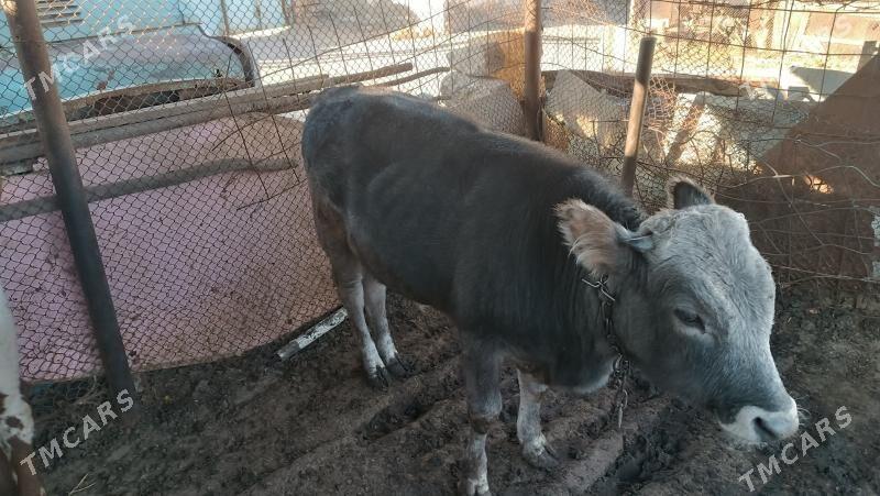 bakyda duran okuz - Gyzylarbat - img 3