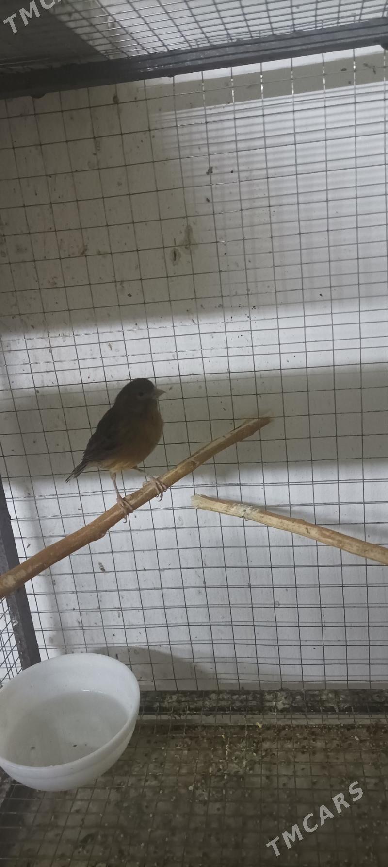 kanareyka - Aşgabat - img 1