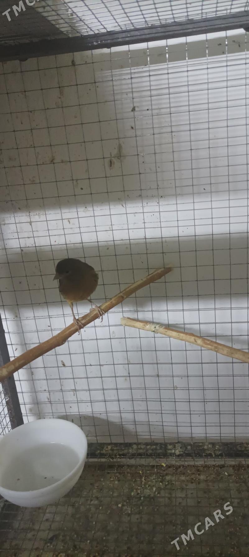 kanareyka - Aşgabat - img 2