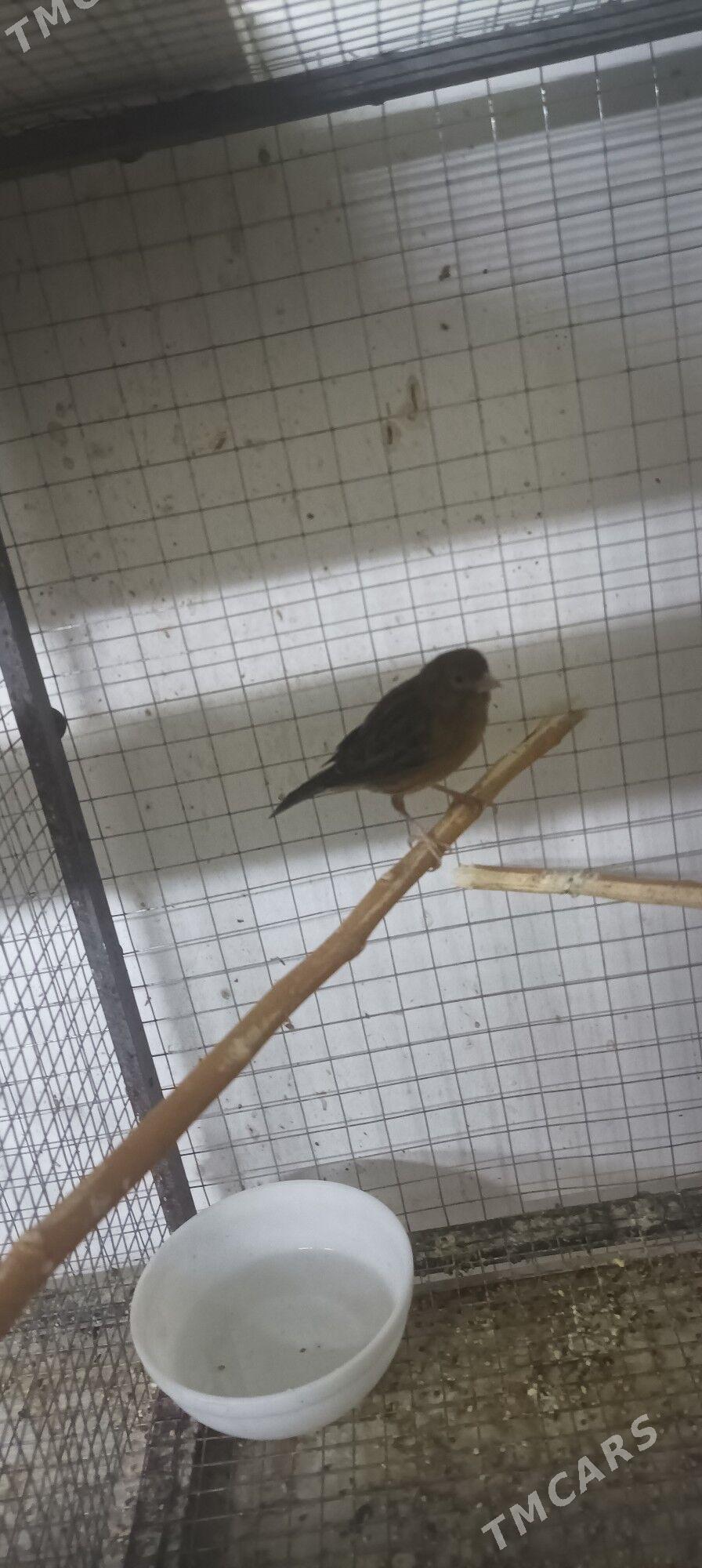 kanareyka - Aşgabat - img 3