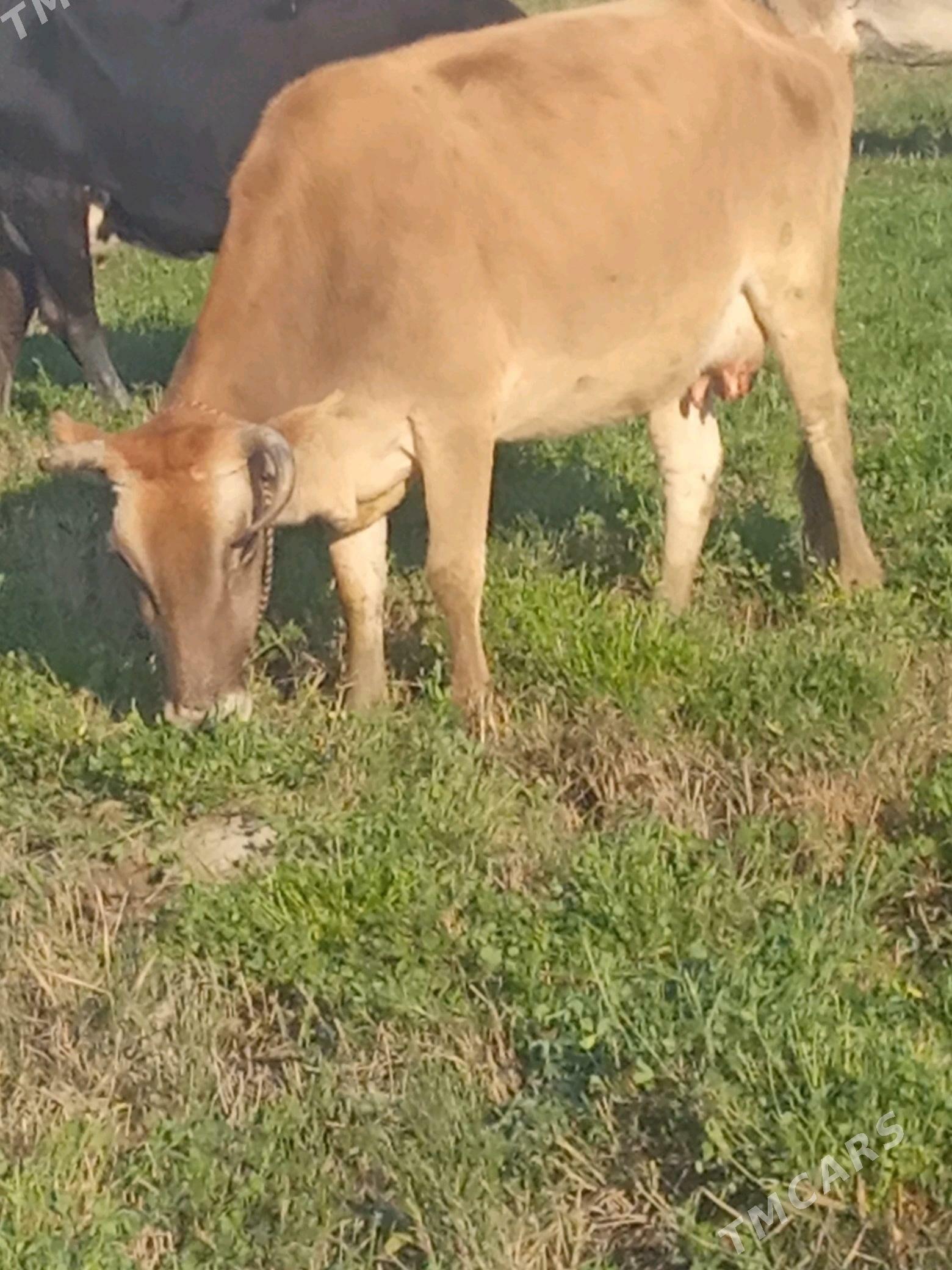 Golleli sygyr - Бахарден - img 2