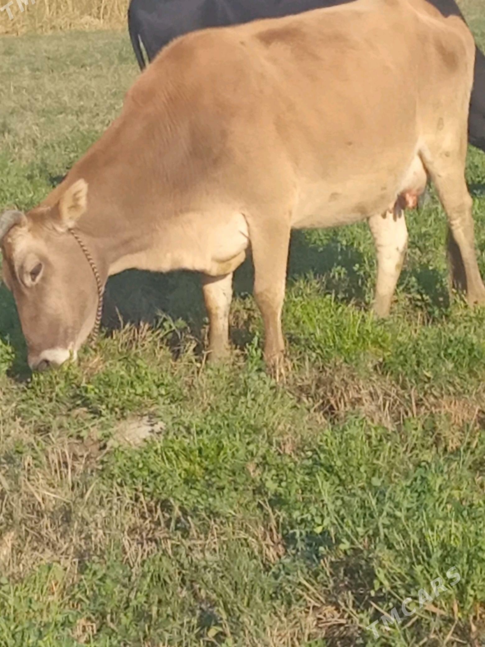 Golleli sygyr - Бахарден - img 1