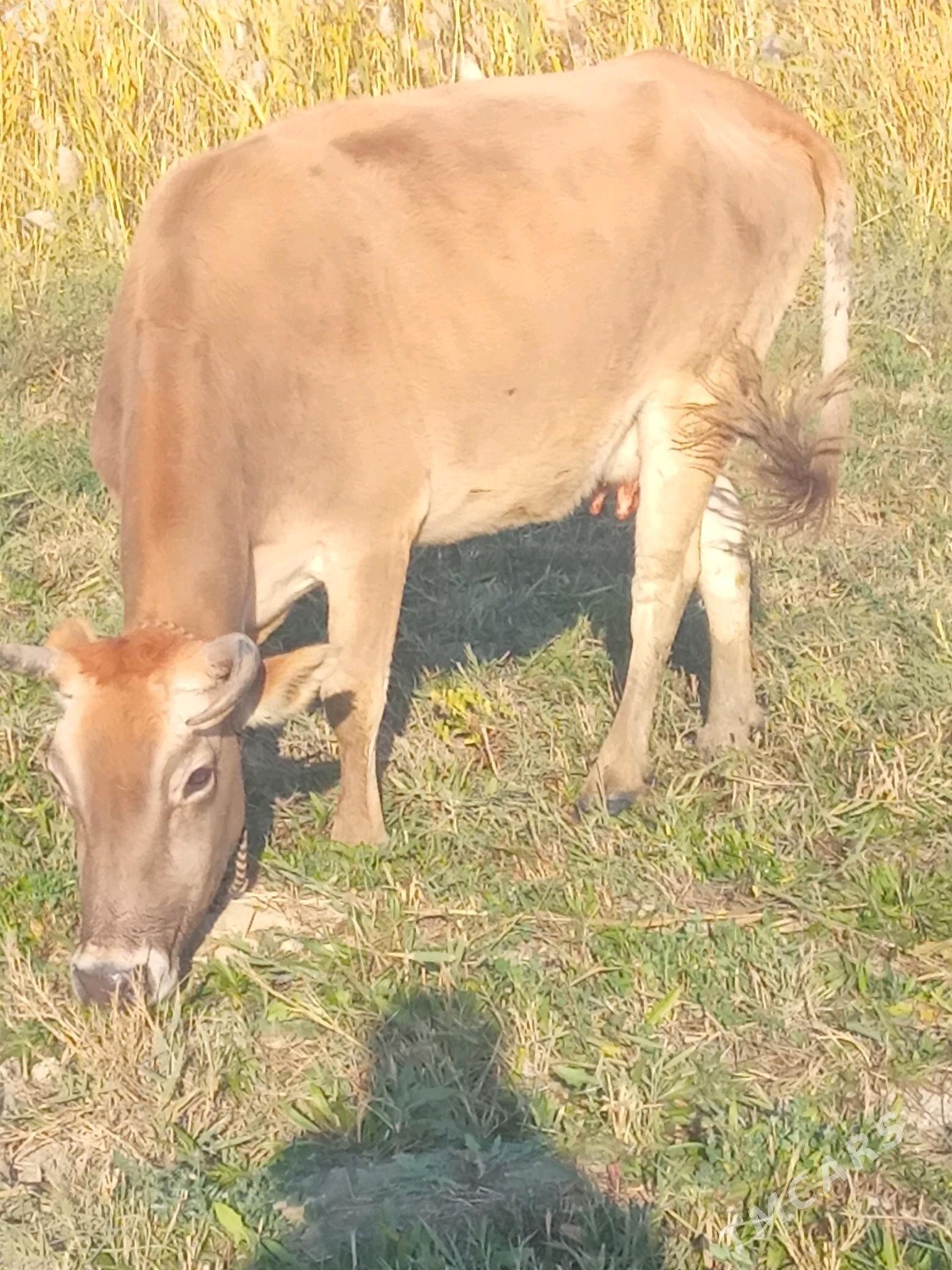 Golleli sygyr - Бахарден - img 3