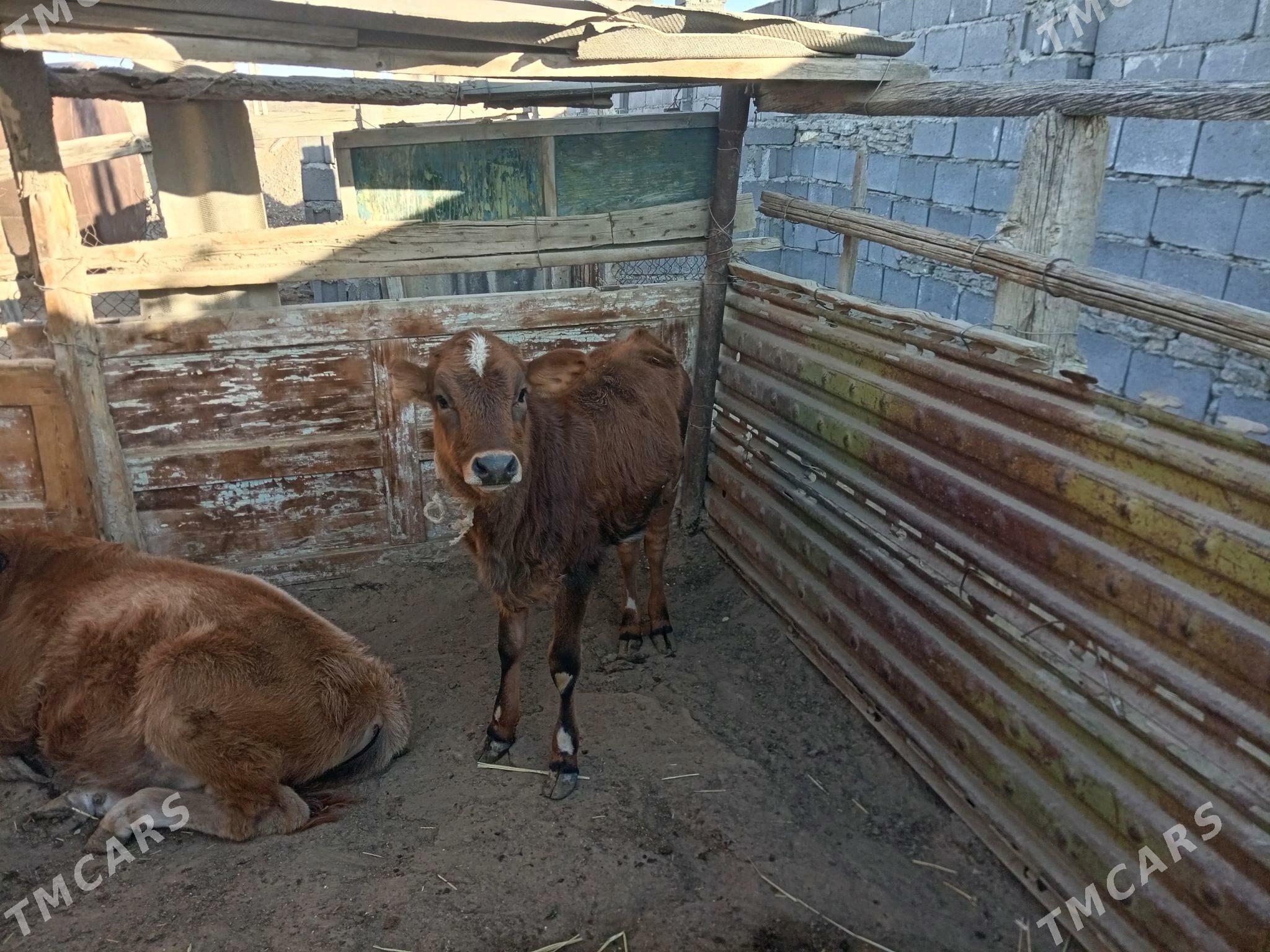 Sygyr - Этрек - img 3