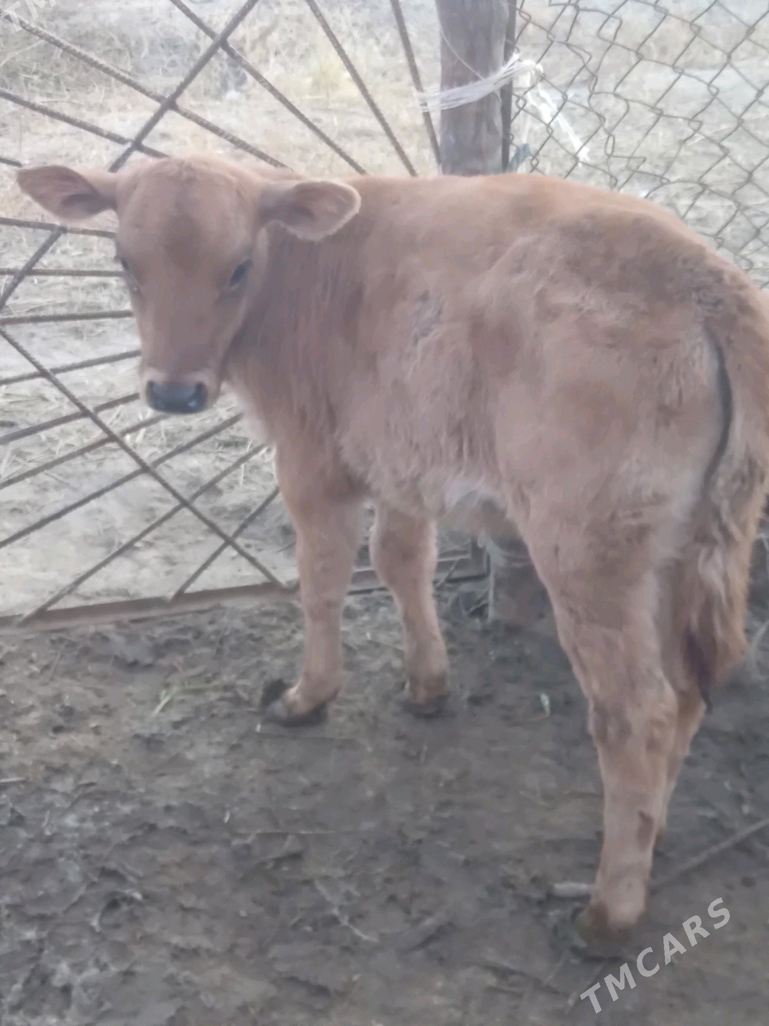 Golleli sygyr - Бахарден - img 5